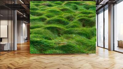 wet grass texture Wall mural