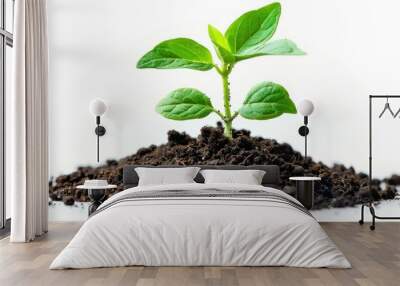 A young plant sprouting from soil, symbolizing new growth and the beginning of life. The green leaves are vibrant and healthy against a clean, white background. Wall mural