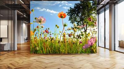 Blumenwiese - Hintergrund Panorama - Sommerblumen Wall mural