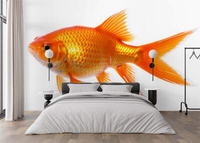 Gold Fish on a white background Wall mural