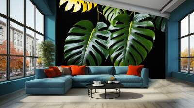 Green leaves of native Monstera plant growing in wild on jungle tree, tropical forest plant evergreen vines bush isolated on black background Wall mural