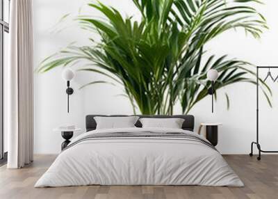 Kentia or Howea. Home plant palm howea forsteriana tree in seagrass wicker basket isolated on white background. Pandemic hobbies and urban gardening Wall mural