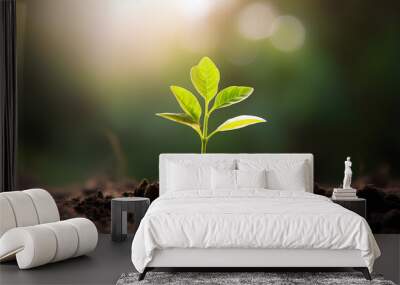 small tree growing with sunshine in garden. eco concept Wall mural