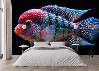 Fish Flowerhorn on black background in worm's eye view Wall mural