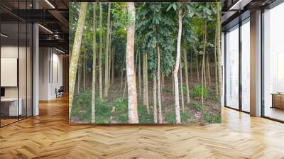 Forest of anonymous trees Wall mural