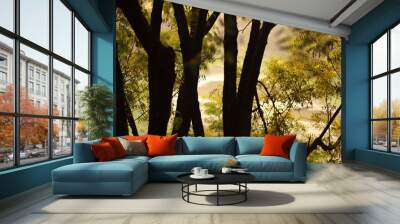 Shot of Various branches of trees in dry weather under bright sunlight, bulky branches Wall mural