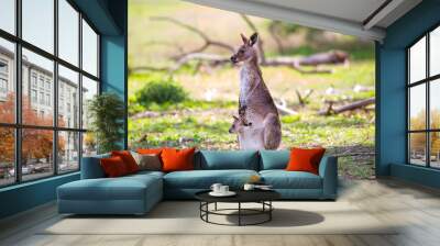 kangaroo in the grass Wall mural