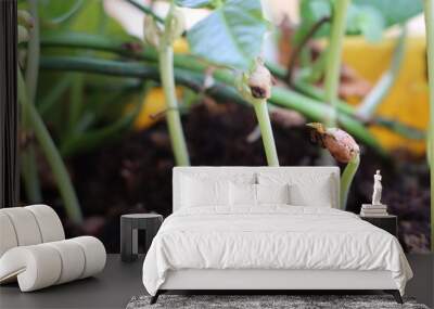 Fresh green bean plants growing in the pots in spring Wall mural