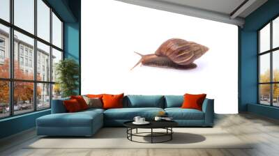 Snail isolated on white background Wall mural