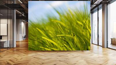 Green Spring Grains, Close Up Of Green Wheat Wall mural