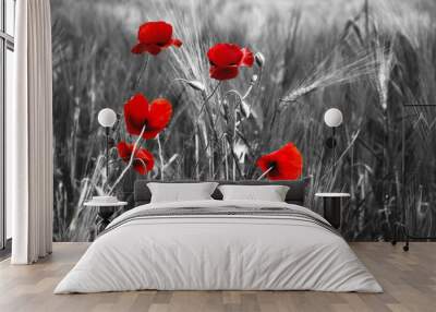 Guts beautiful poppies on black and white background Wall mural