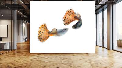 guppy fish isolate on white Wall mural