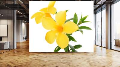 close up Allamanda yellow flower isolated on white background Wall mural