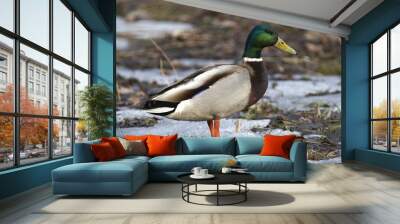 Duck mallard Wall mural