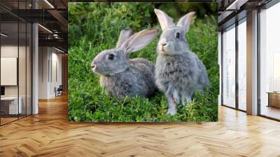 Couple of rabbits Wall mural