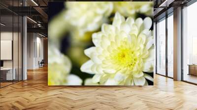 Tender chrysanthemum Wall mural