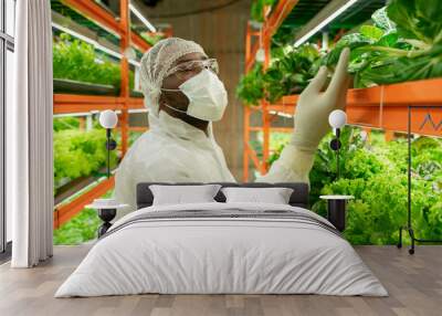 Young African male agroengineer in workwear looking at green spinach seedlings Wall mural