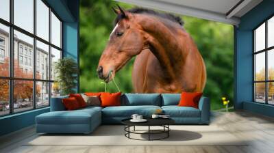 Bay horse eating in summer paddock Wall mural