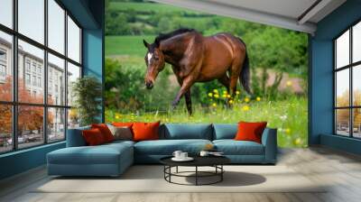 Bay horse eating in summer paddock Wall mural