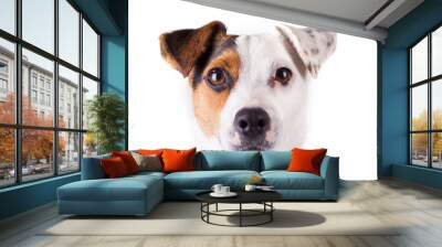 jack russell portrait of a white background Wall mural