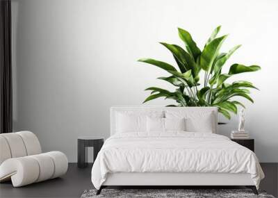 A stylish, modern potted plant with lush foliage, isolated against a bright white background, perfect for indoor decor inspiration. Wall mural