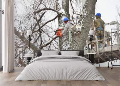 Two working men cut down a large tree in winter using a special rig machine Wall mural