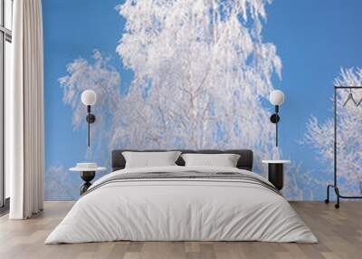 branches of trees covered with frost on a background of blue sky Wall mural