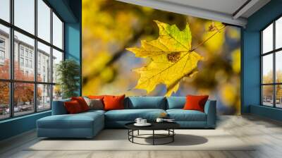 Bright autumn leaves close-up, autumn landscape. Wall mural