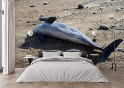 Dead dolphin on the seashore after a storm Wall mural