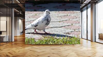 Dove on the street of the city. Wall mural