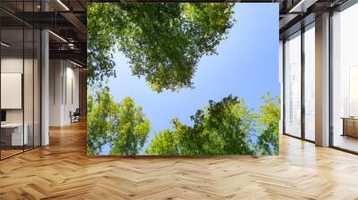 Green leaves of trees view from below against the blue sky, spring nature. Wall mural