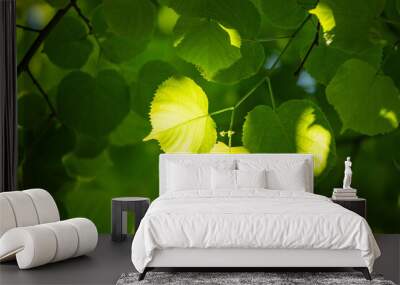 Green tree leaves on a blurred nature background. Wall mural