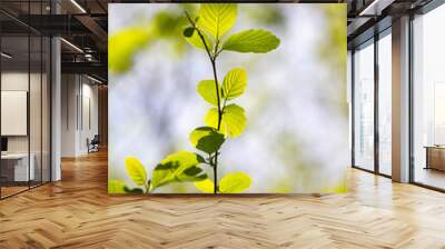 Green tree leaves on a blurred nature background. Wall mural