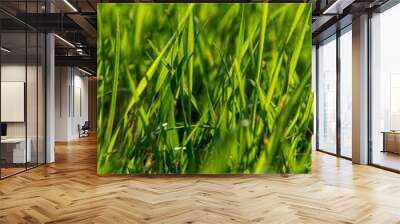 Lush green grass on a clear sunny day. Wall mural