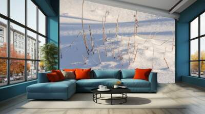 snow field close up plants Wall mural