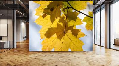 Yellow autumn leaves close-up against the sky, autumn landscape Wall mural