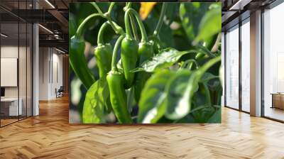 closeup of green chili peppers on the vine Wall mural