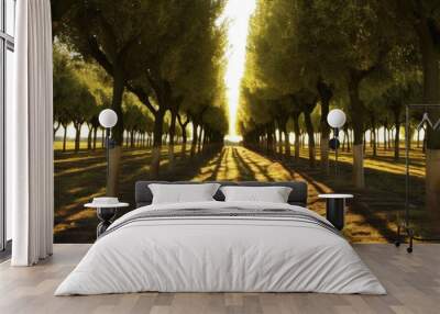 sunlit olive trees aligned in perfect rows Wall mural