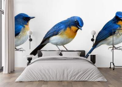 Collection of Blue bird isolated on white background in different manners and lovely stances, exotic animal Wall mural