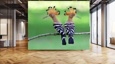 Eurasian or common hoopoe (Upupa epops) fascinated brown crested bird with white and black wings closely perching on thin branch over bright expose lighting on lawn yard, exotic nature Wall mural