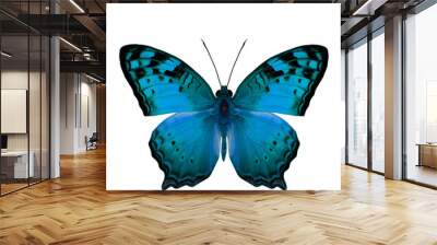 The beautiful light blue butterfly, Vagrant Butterfly stretch ba Wall mural