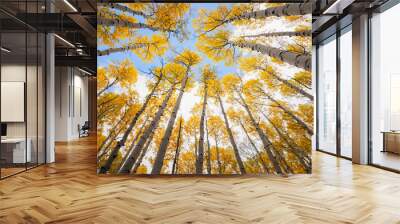 Aspen tree canopy, awesome autumn scene. Wall mural