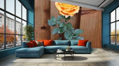 Beautiful orange rose in garden, with healthy leaves and growing, with have green blurred on brown background, with rich yellow blooming. Macro. Wall mural