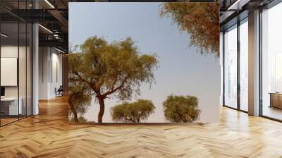 Trees and desert sand landscapes, UAE Wall mural