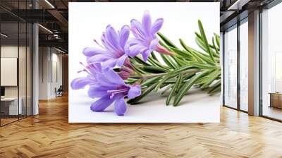 Close up beautiful Rosemary flower isolated on white background with copy space. Wall mural