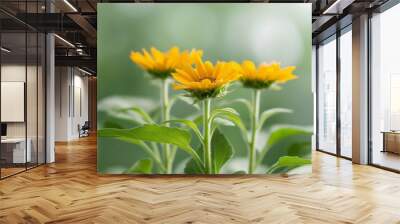 Three yellow flowers blooming in the green garden on a sunny day. Wall mural