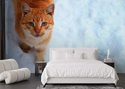 A red cat in the snow looks at the camera near. Wall mural