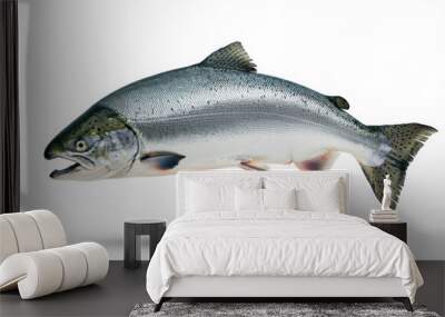 Silver Salmon fish isolated on white background Wall mural