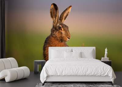 European hare, lepus europaeus Wall mural