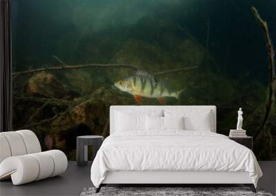 European perch swim in the water. Scuba diving among fish. Nice perch on the bottom. Perch in the lake. Scuba diving in the fresh water. Wall mural